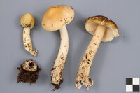 Amanita variicolor image